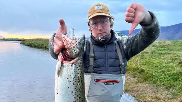 Pete Goss, an English angler, with a farmed salmon originated from sea pens in west Iceland 